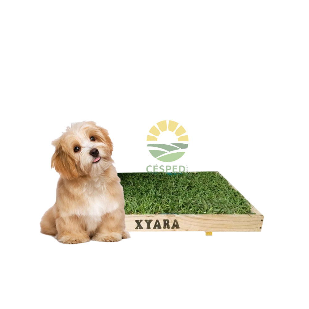 Baño de gras natural para perros
