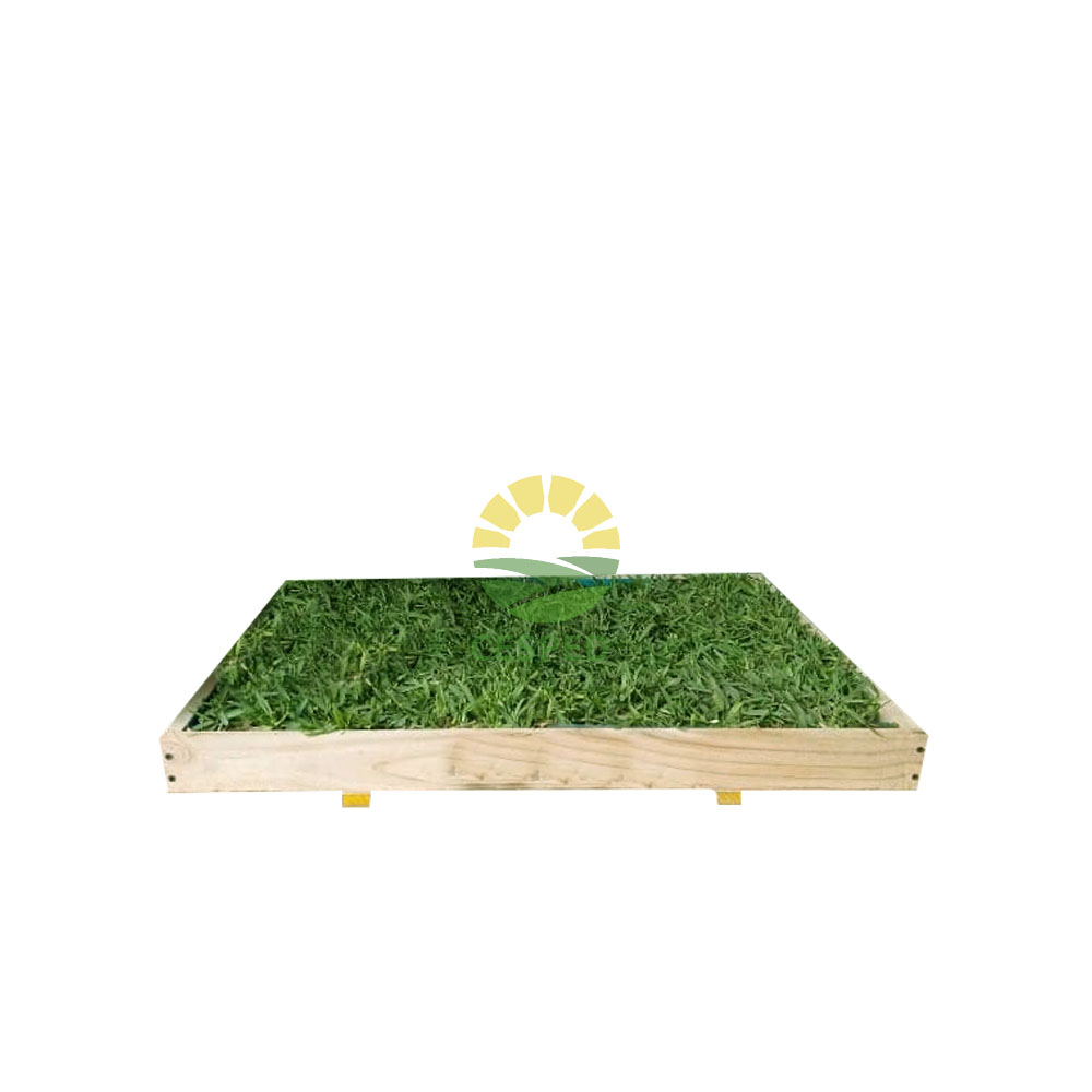 Baño de gras natural para perros - Imagen 2