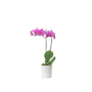 Orquídea Fucsia