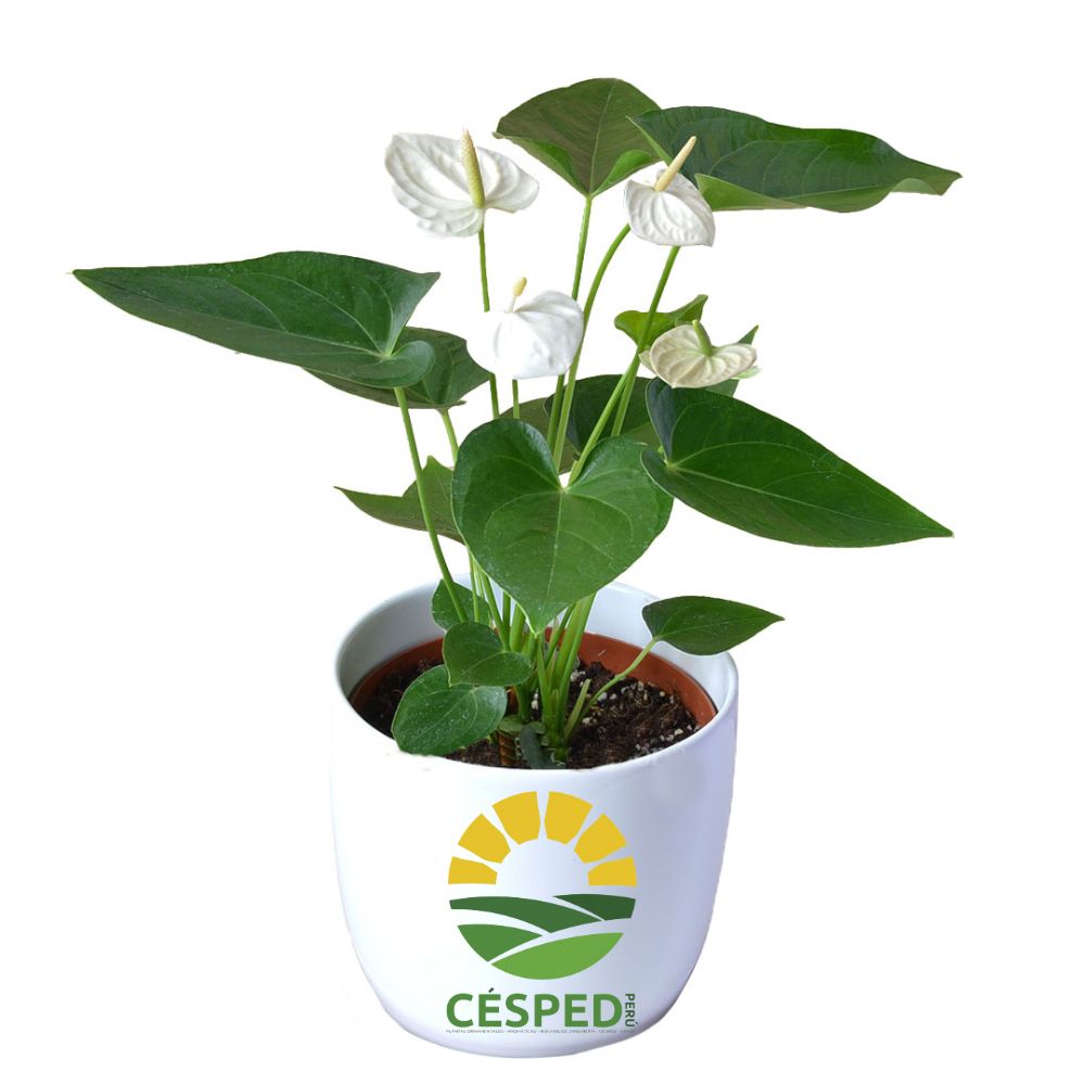 Planta Anturio Blanco en Maceta de Cerámica