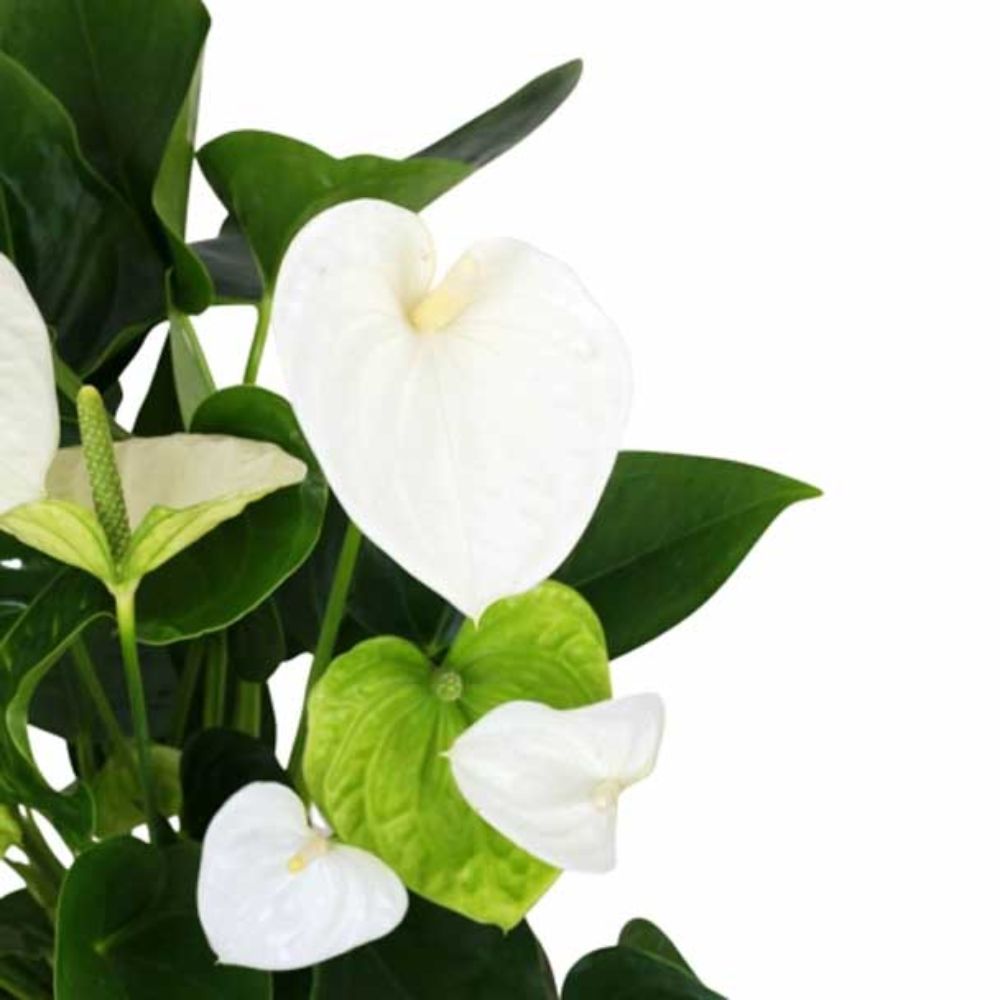 Planta Anturio Blanco en Maceta de Cerámica - Imagen 3
