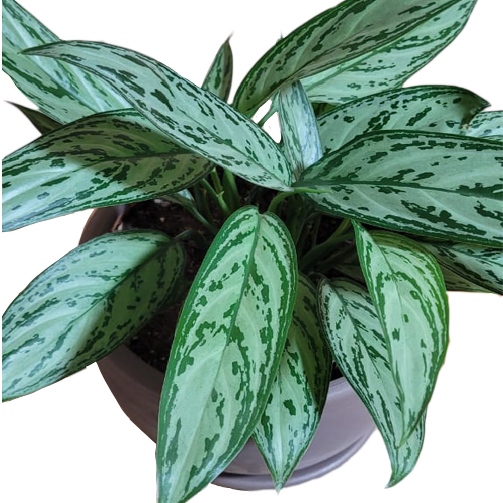 Planta Aglaonema en Maceta de Arcilla - Imagen 2