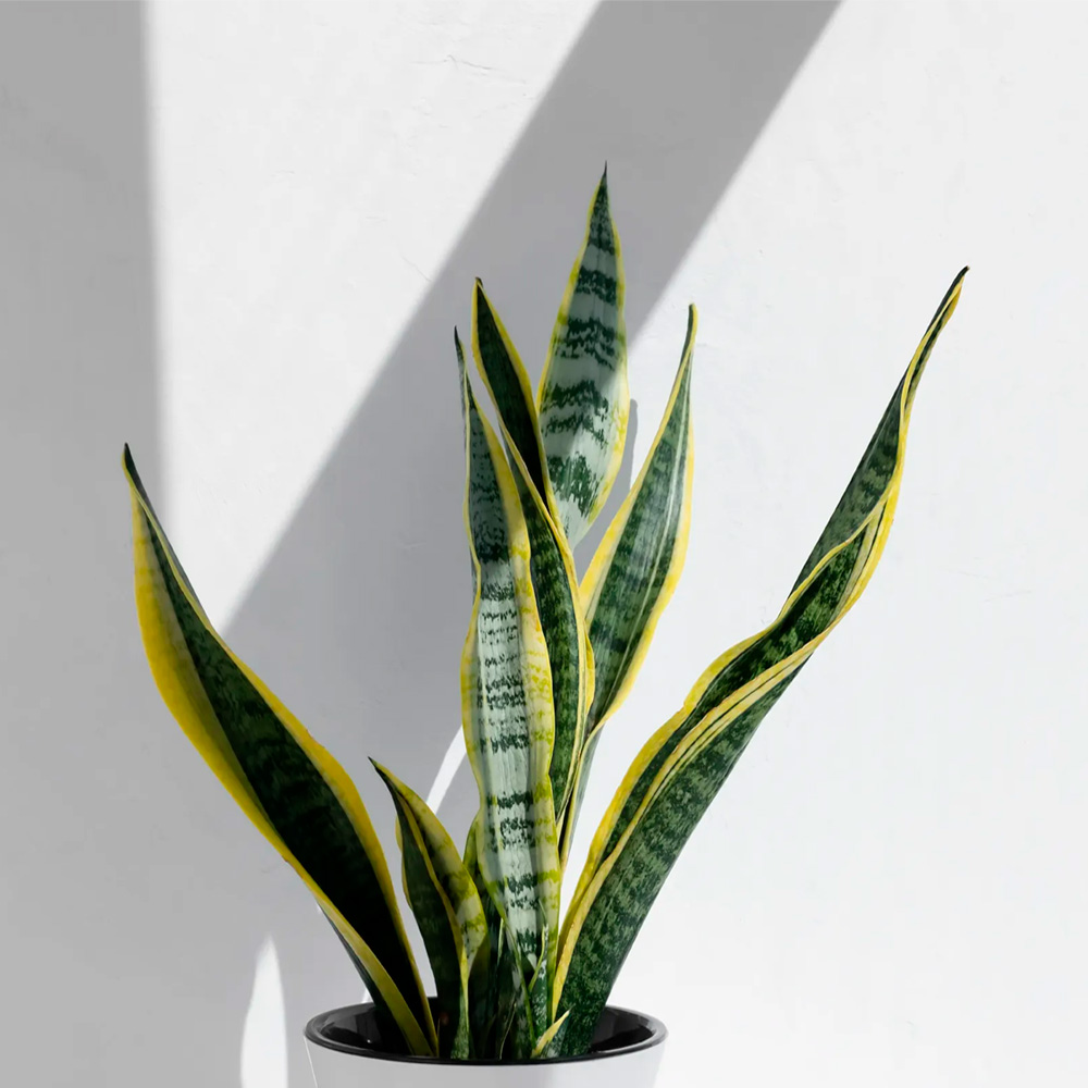 Planta Sanseviera Lengua de Suegra en Maceta de Arcilla - Imagen 2