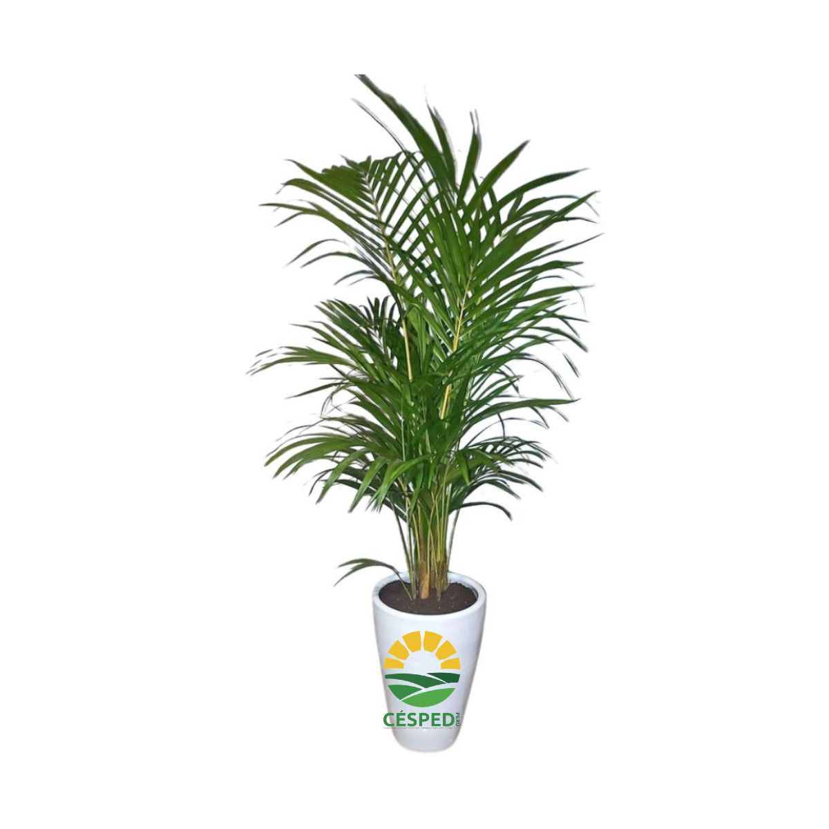Planta Palmera Hawaiana