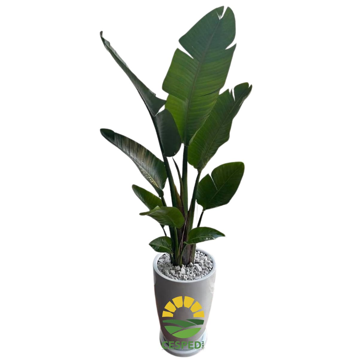 Palmera Viajera con Maceta