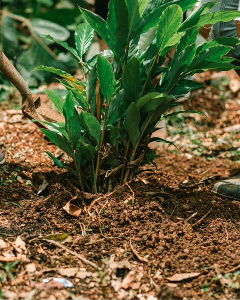 sembrado de plantas