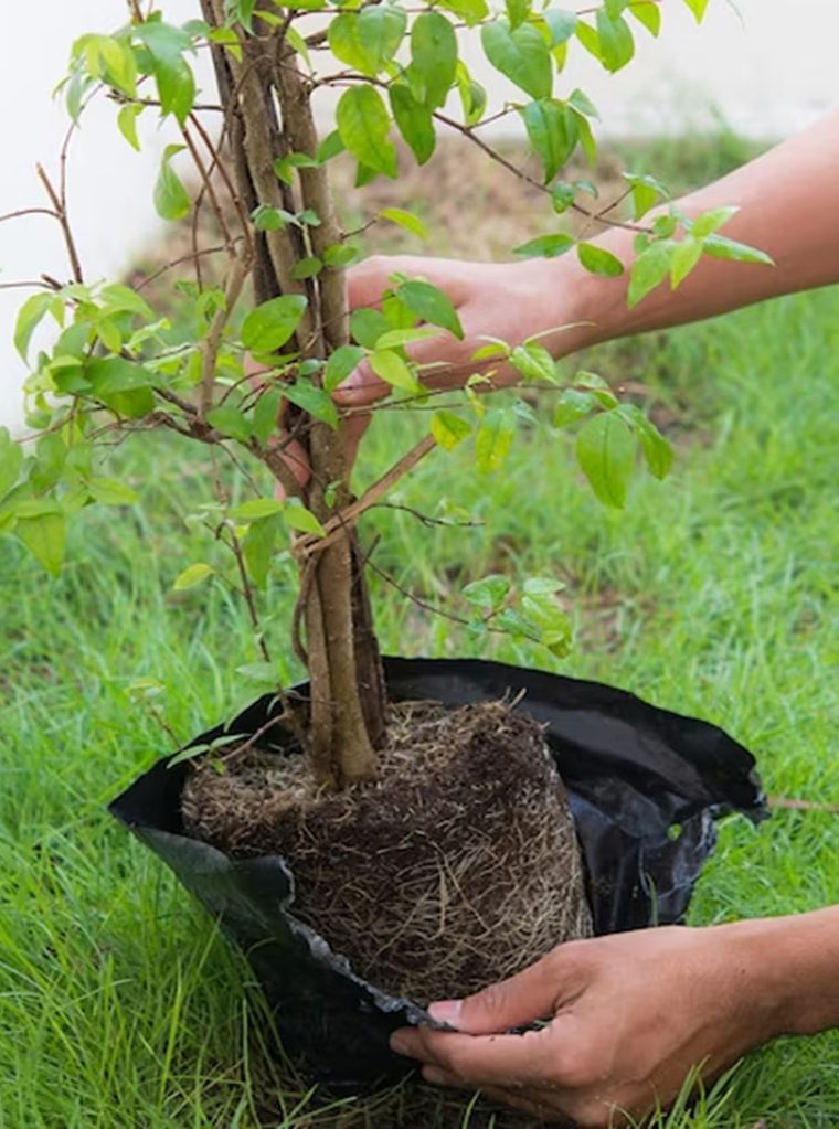 sembrado de plantas 1